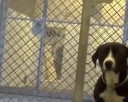 (VIDEO) Sweetest Shelter Pup Ever Just Got Adopted. When He Finds Out? Most Touching Freak Out Moment EVER!