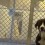 (VIDEO) Sweetest Shelter Pup Ever Just Got Adopted. When He Finds Out? Most Touching Freak Out Moment EVER!