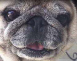 (VIDEO) Pug is Given Some Broccoli to Eat. How He Munches Down on It? I Can’t Stop Smiling!