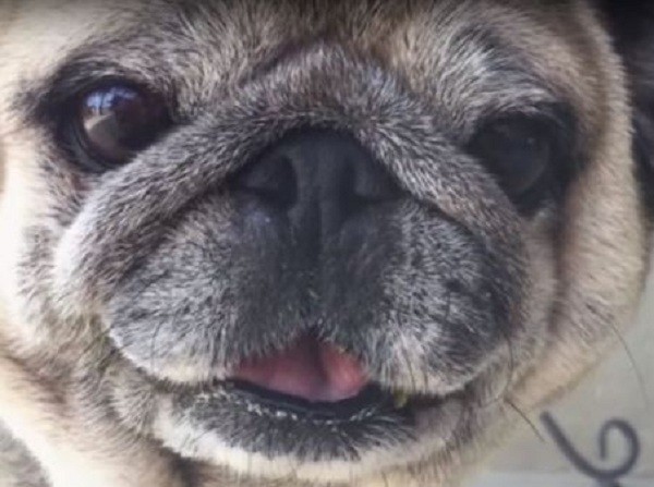 broccoli pug