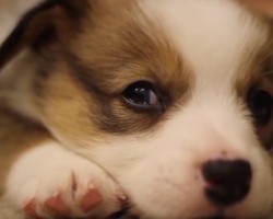 (VIDEO) Corgi Puppies Are Brought Over to a College Apartment. How They Explore the New Space? I Can’t Peel My Eyes Away From the Screen When I Watch These Cuties!