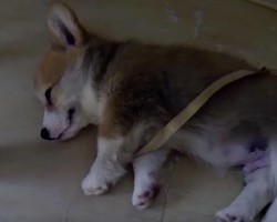 (VIDEO) This Adorable Corgi Puppy is Just too Presh! Watch Her as She Sleeps the Day Away…