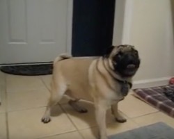 (Video) This Pug is Super Excited. When He Doesn’t Know How to Get Rid of His Energy? I Can’t Believe THIS Happens…