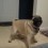 (VIDEO) Pug is SO Excited. When He’s Not Sure How to Get Rid of His Energy? THIS is What Happens…