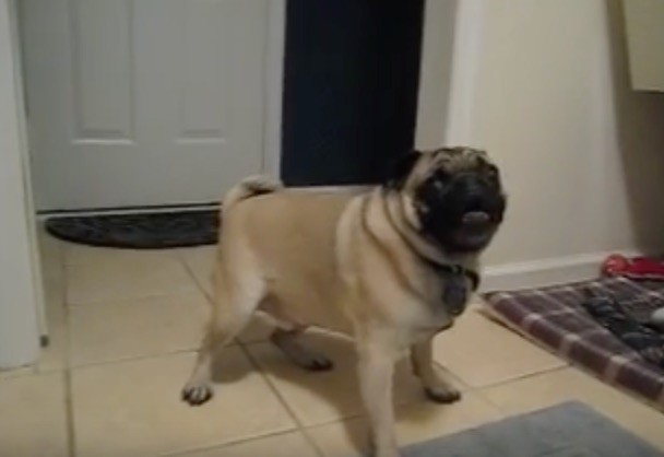 crazy pug