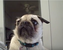 (Video) Pug Just Wants to Snuggle Up Next to Mom. When She Says No? Biggest Pout Fest EVER!