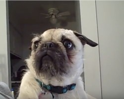(VIDEO) Pug Just Wants to Snuggle With Mom. When She Says No? Biggest Pout Fest EVER!