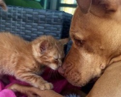 This Friendly Pooch Adores His Kitten Sister and Seeing Them Together Will Melt Your Heart