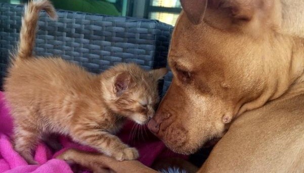 dog and kitten together