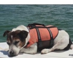 Lost at Sea, This Dog is Miraciously Found 3 Hours Later