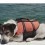 Lost at Sea, This Dog is Miraciously Found 3 Hours Later