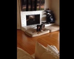 (VIDEO) This Doggie Just Turned 10. Just How Excited He is to Blow Out His Candles? OMG, I Love This!
