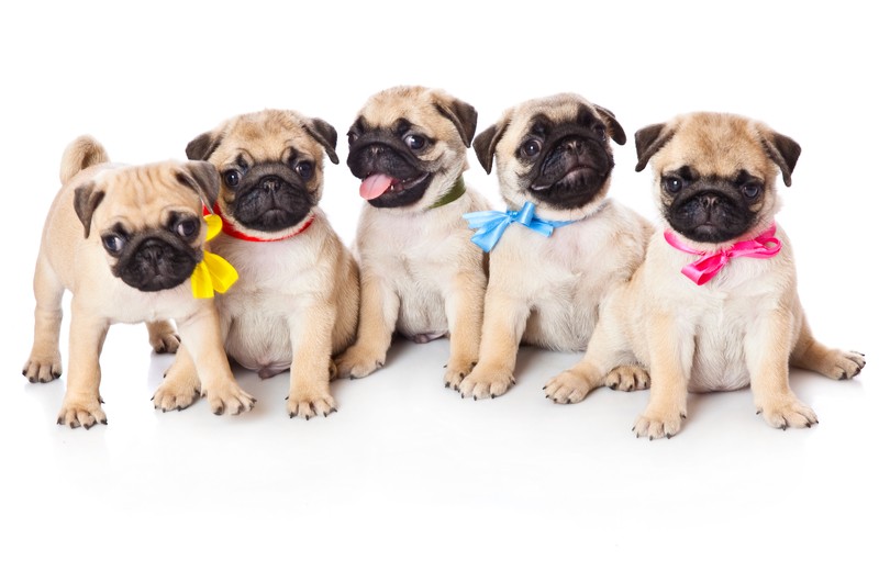 pug puppies