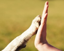 8 Things You Didn’t Know About Dog Paws