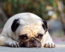 5 Horrible Habits You May Have That Endanger Your Doggie