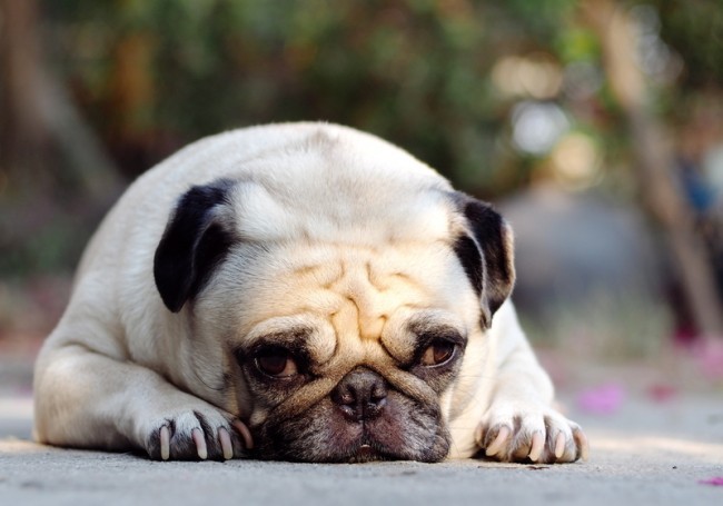 sad pug