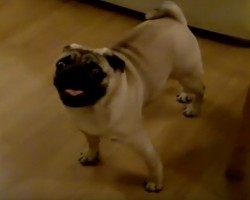 (VIDEO) This Pug Has Sooo Much Energy! Just Watch and See How CRAZY His Movements Are!