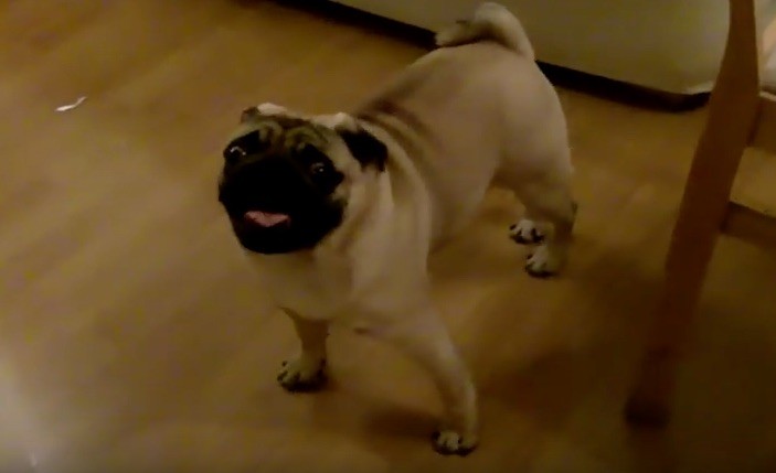 energetic pug