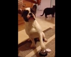 (VIDEO) Watch How a Frenchie Rings a Bell for Treats. HILARIOUS!