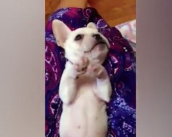 (VIDEO) When This Frenchie Claps His Paws, All Our Hearts Can’t Help But Melt