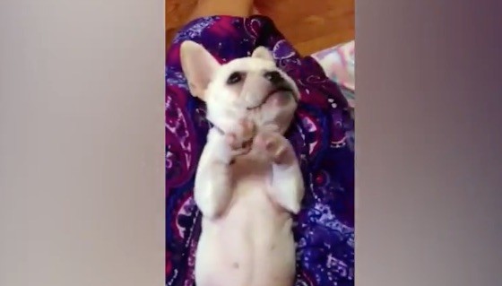 frenchie clap