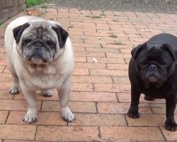 (VIDEO) Barry the Pug is Offered Some Fruit. How He Eats it? OMG, So Cute!