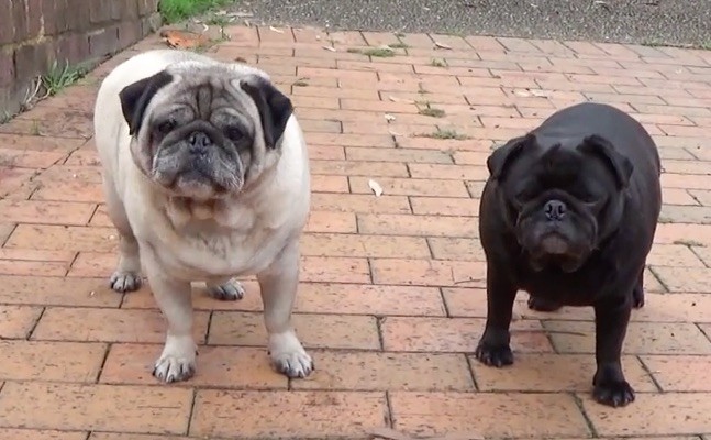 fruit pug