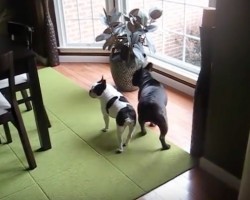 (VIDEO) Mommy Just Got Home. When Two Doggies Find Out? Their Response is Out of This World!