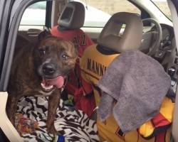 (VIDEO) Shelter Dog Went Viral for Crying. Now Watch Him Meet His Forever Home Humans for the First Time.