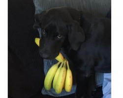 This Doggie is Utterly Obsessed with Bananas and it’s the Cutest Thing!