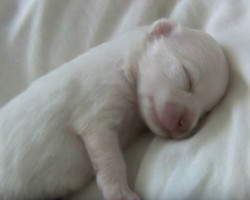 (VIDEO) The First 14 Days of This Pup’s Life Will Make You Look at Your Life Through New Eyes – SO Touching!