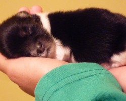 (VIDEO) Puppy Abandoned at Just One-Day-Old Grows Up Before Your Very Eyes