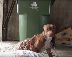 (VIDEO) When They Found Her She Was Shaking and Terrified. Now See How Far She Has Come!