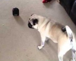 Pug Encounters a Fart Machine. What Happens Next? This is HYSTERICAL!