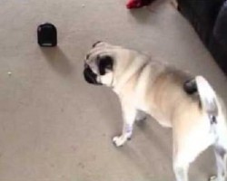 (VIDEO) Pug Comes Across a Fart Machine. How He Reacts to It? This is Pure Comedy!