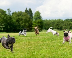 7 Things Humans Do Incorrectly at Dog Parks