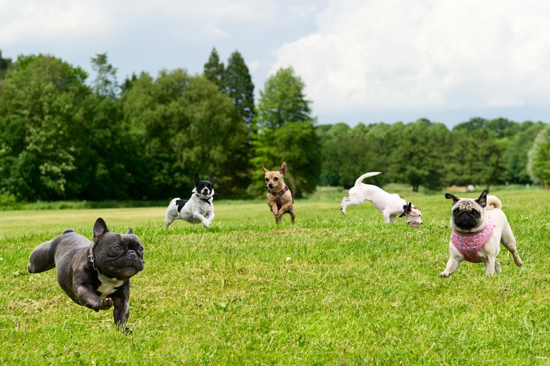 pug at dog park