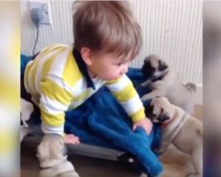 (VIDEO) Cute Factor Alert: Watch Tiny Pug Puppies Run After a Crawling Baby!