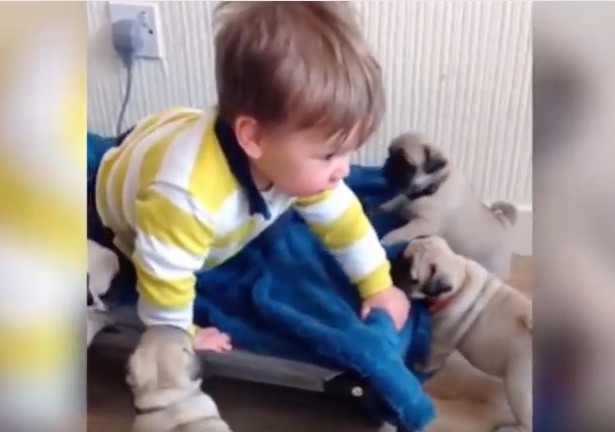 pug baby crawl