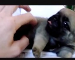 (VIDEO) Teeny Tiny Pug Puppy is Just 12-Weeks-Old and is Already Breaking Hearts Everywhere…