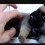 (VIDEO) Teeny Tiny Pug Puppy is Just 12-Weeks-Old and is Already Breaking Hearts Everywhere…