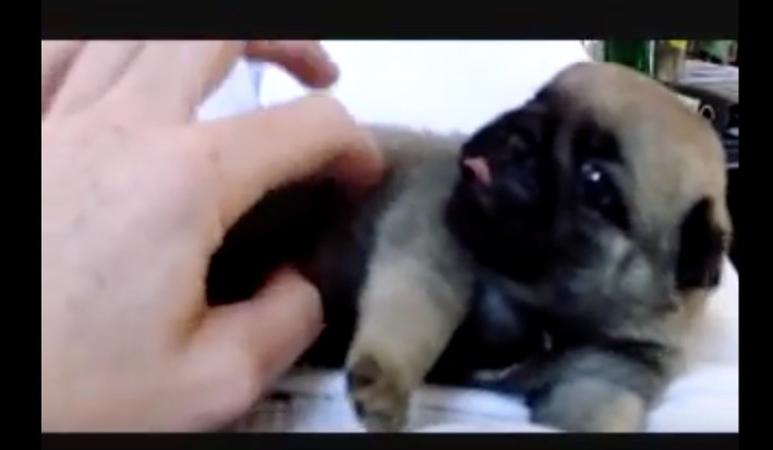 pug baby cute