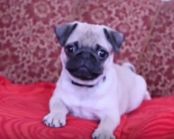 (VIDEO) 5-Month-Old Pug Puppy Barks. How His Baby Bark Sounds? I’ve Never Heard Anything SO Cute in All My Life!