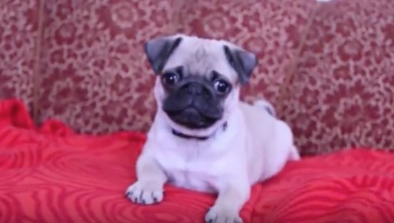 pug puppy barking