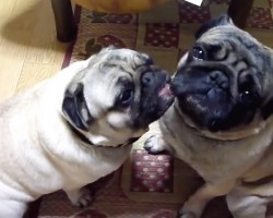 (VIDEO) When a Pug Gives Another Pug a Bath, You’ll Never Guess How the Pug Being Bathed Reacts…