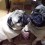 (VIDEO) When a Pug Gives Another Pug a Bath, You’ll Never Guess How the Pug Being Bathed Reacts…
