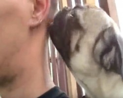 (VIDEO) This Pug Loves Giving His Human… a Free Shower! LOL!