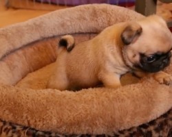 (VIDEO) This Pug Puppy Makes Playing With His Bed Look Like a Lost Form of Art… SO Cute!