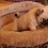 (VIDEO) This Pug Puppy Makes Playing With His Bed Look Like a Lost Form of Art… SO Cute!