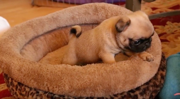 pug bed